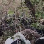 ಸಿಡಿಲು ಬಡಿದು 60 ಕುರಿ ಸಾವು