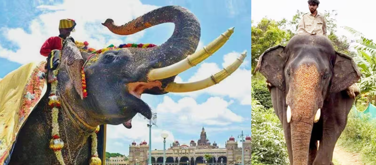 ಜಂಬೂಸವಾರಿಗೆ ಅಭಿಮನ್ಯು ವಾಪಸ್ ಅಭಿಮಾನಿಗಳ ಒತ್ತಾಸೆಗೆ ಮಣಿದ ಸರ್ಕಾರ