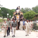 ಅಂಬಾರಿ ಹೊರುವ ತಾಲೀಮು ಆರಂಭ ಮಹೇಂದ್ರ ಆನೆಗೆ 700 ಕೆಜಿ ತೂಕದ ಅಭ್ಯಾಸ