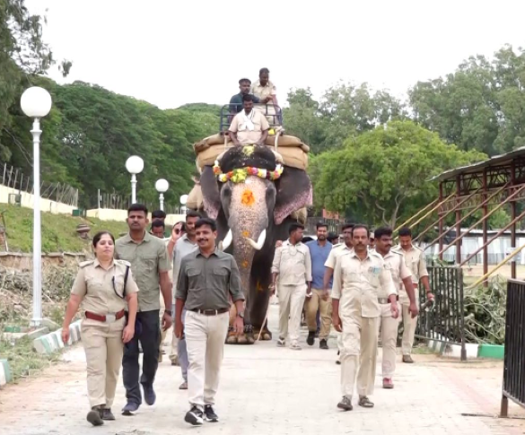 ಅಂಬಾರಿ ಹೊರುವ ತಾಲೀಮು ಆರಂಭ ಮಹೇಂದ್ರ ಆನೆಗೆ 700 ಕೆಜಿ ತೂಕದ ಅಭ್ಯಾಸ
